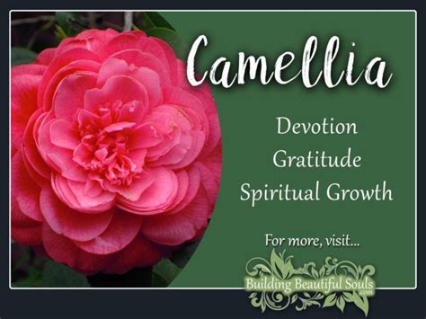 Camellia Meaning & Symbolism | Flower Meanings