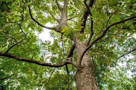 Pecan Tree: Care and Growing Guide