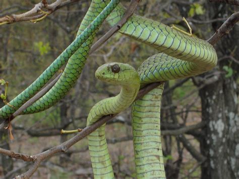 Boomslang Facts and Pictures | Reptile Fact