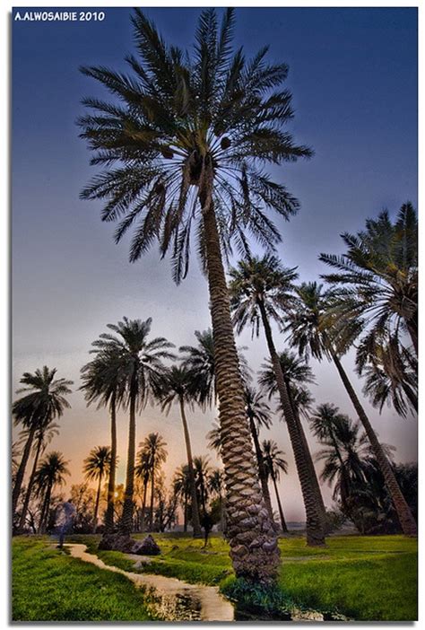 17 Best images about The Date palm on Pinterest | Santiago, The old and ...