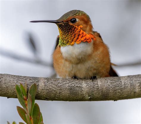 Hummingbirds California: Everything You Need to Know - Bird Advisors