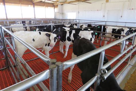 Farmer’s Wifee: Veal industry changed, so should perceptions | AGDAILY