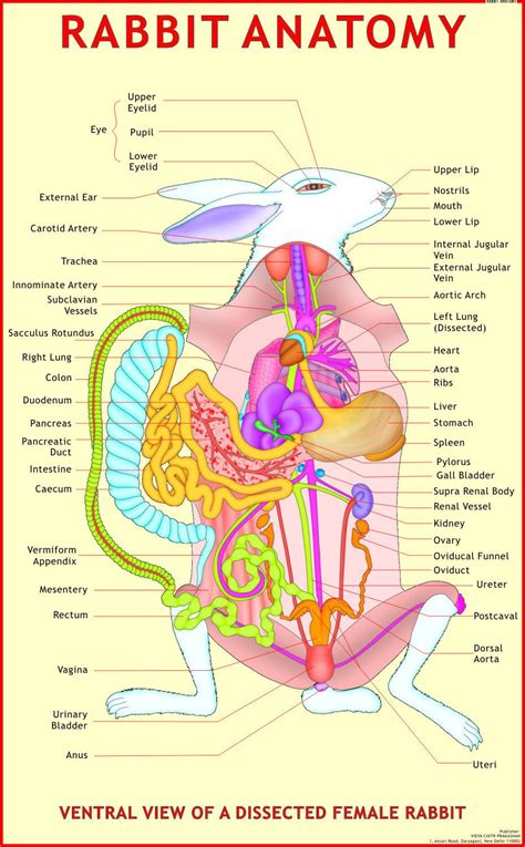 Rabbit Anatomy Diagram