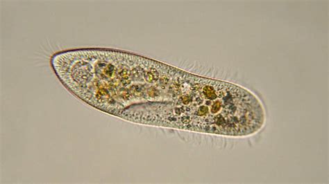 Our oldest eukaryotic ancestor in 1.6-billion-year-old rock