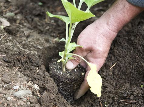 An Easy Guide to Growing Eggplants From Seeds