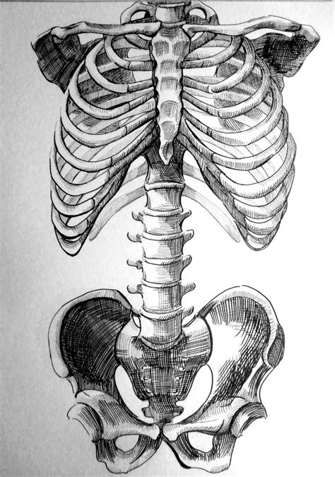 Pin von C S auf Drawing | Skelett kunst, Menschliche anatomie kunst ...