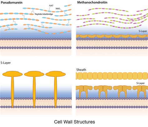 Archaea – General Microbiology