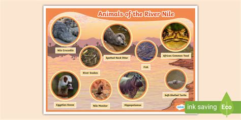 Animals of the River Nile Display Poster (teacher made)