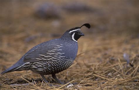 California Quail | The Life of Animals