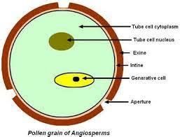 Briefly explain the structure of pollen grains.