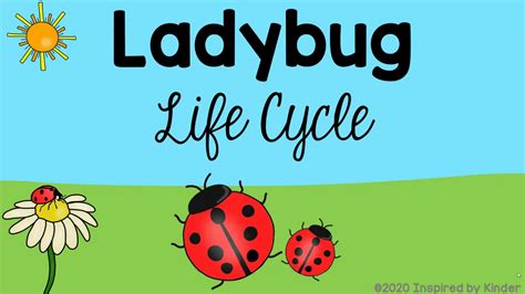 Lady Bug Life Cycle