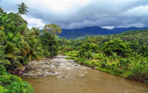 BUKIT BARISAN - THE TROPICAL RAINFOREST HERITAGE OF SUMATRA - Travel ...