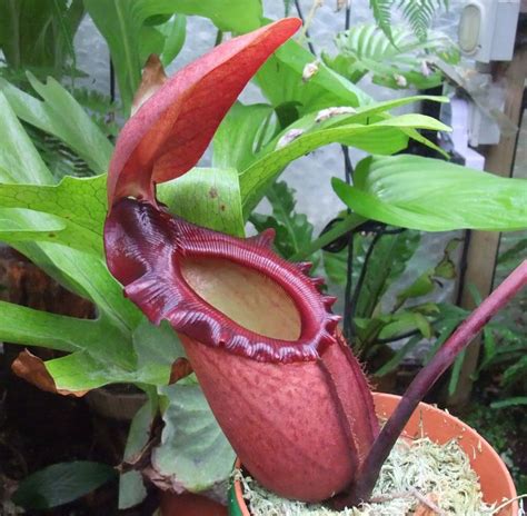 NEPENTHES RAJAH Smart Garden, Pitcher Plant, Carnivorous Plants, Flower ...