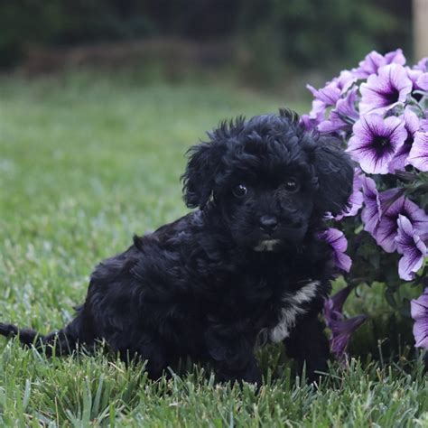 Cavachon Puppies for Sale (Cute, Smart, & Healthy) | VIP Puppies