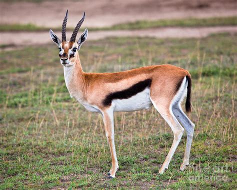 Gazelle Head with Horns #4245720, 1280x960 | All For Desktop