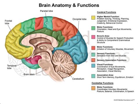 Brain Structure and Function - HopemcyHobbs