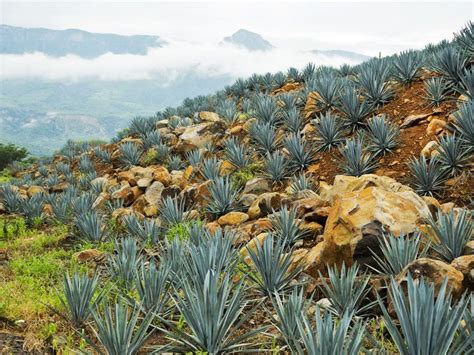 A Glossary of Agave Spirits, and Where to Drink Them | Agave field ...