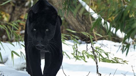 Desktop Wallpaper 4k Black Panther - Black Panther 4k Panther, Man ...