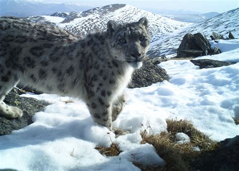 Snow Leopard Conservancy – Ensuring snow leopard survival and ...