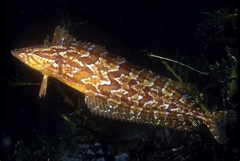 Giant kelpfish | Anacapa Island | Ken Bondy | Flickr