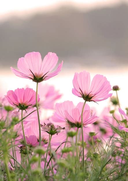 Free Photo | Cosmos flowers