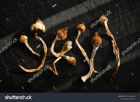 10,640 Shrooms Images, Stock Photos, 3D objects, & Vectors | Shutterstock