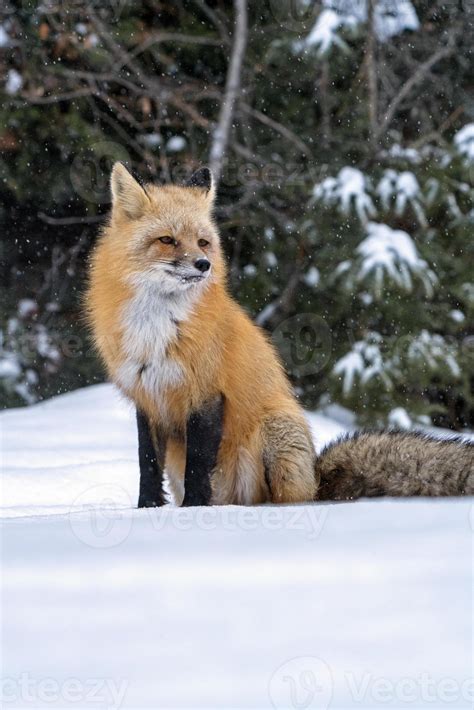 Fox in Winter 5098946 Stock Photo at Vecteezy