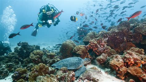 Scuba Dive in the Galápagos Islands | Best Diving Experience