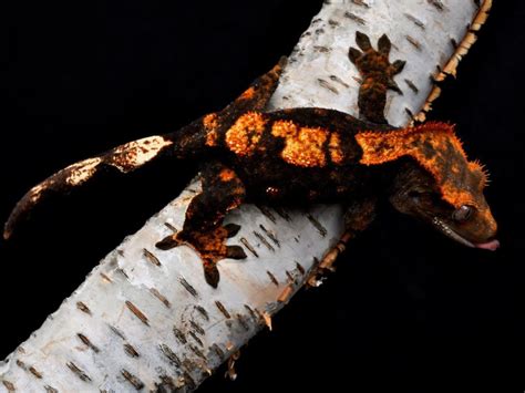 crested gecko halloween - Google Search | Crested gecko, Cute reptiles ...