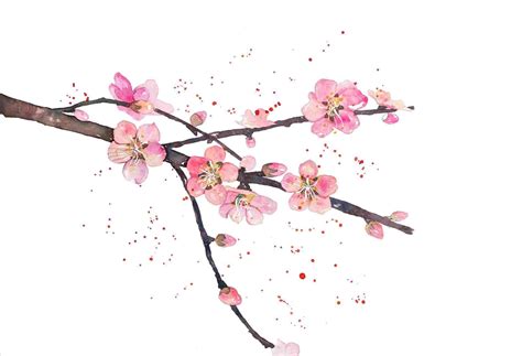 Sakura Flower Drawing