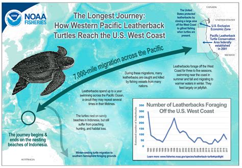 Celebrating the People and Partnerships Saving Pacific Leatherback Sea ...