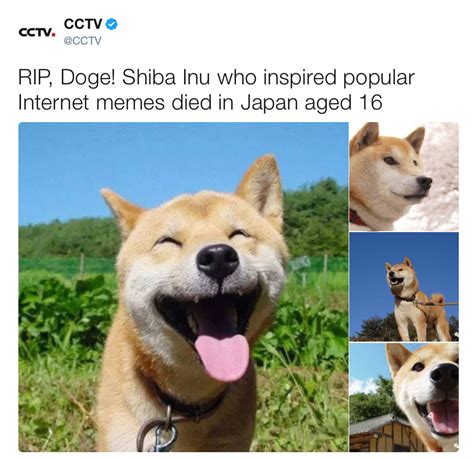 Doge RIP | Doge | Know Your Meme