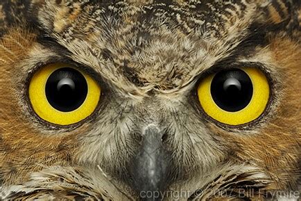 great horned owl face