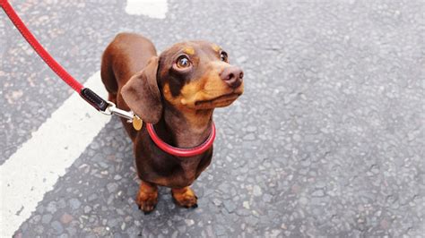 The best dog leads to help with walkies UK 2024