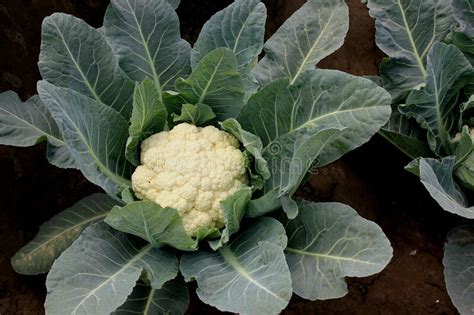 Cauliflower, Snowball — Heirloom Vegetable and Flower Seeds of New England