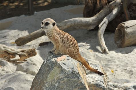 meerkat on habitat at The Living Desert | Meerkat, Habitats, Africa