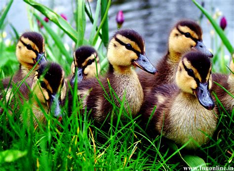 Duckling Parade - HD Animal Wallpaper