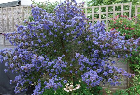 Urban Pollinators: Brilliant blue Ceanothus blooms for bees