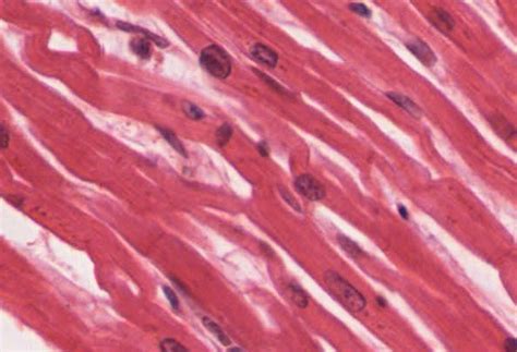 Cardiac Muscle Tissue | Anatomy and Physiology I