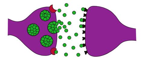 Synapse - definition