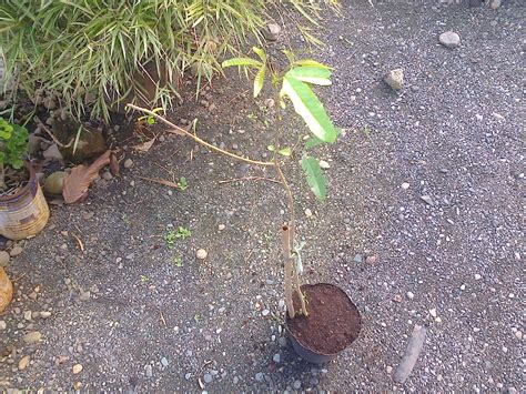 Evergreen Resources Tree Farm: Molave Tree Seedling