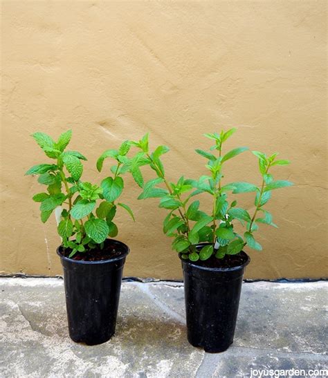 Mint Plant Care: How To Care For and Plant This Fragrant Herb