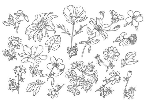 Simple Flower Outline Vector Art, Icons, and Graphics for Free Download