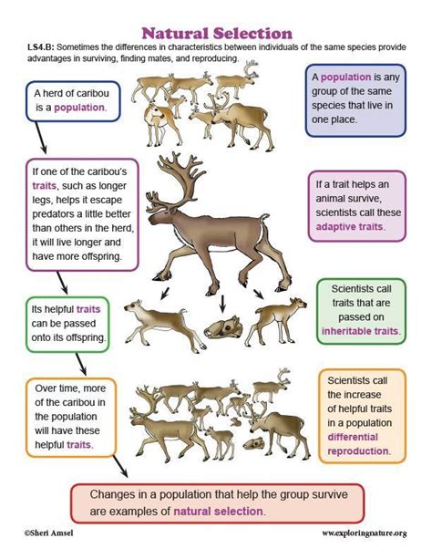 ️Evolution Worksheet For Kids Free Download| Gambr.co