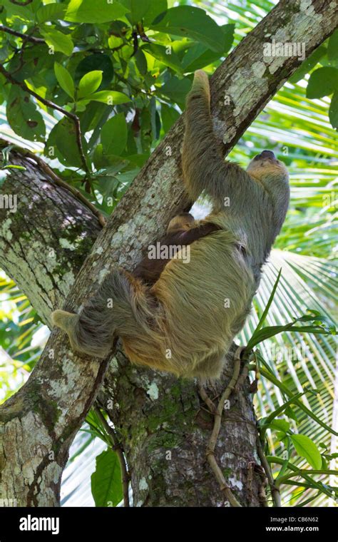 Sloth and baby in tree Stock Photo - Alamy