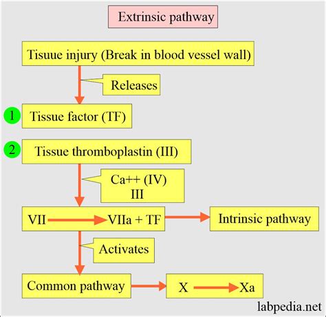 Blood Clotting Cycle