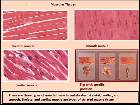 Muscular Tissue - PCSSTUDIES - Biology Muscular Tissue