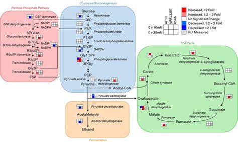 Glucose Metabolism Pathway