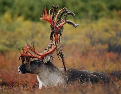 Whitetail deer shedding the velvet on its antlers. : r/natureismetal