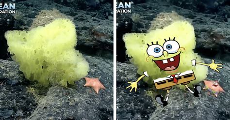 Scientists Spot Real Life SpongeBob and Patrick Deep in the Ocean